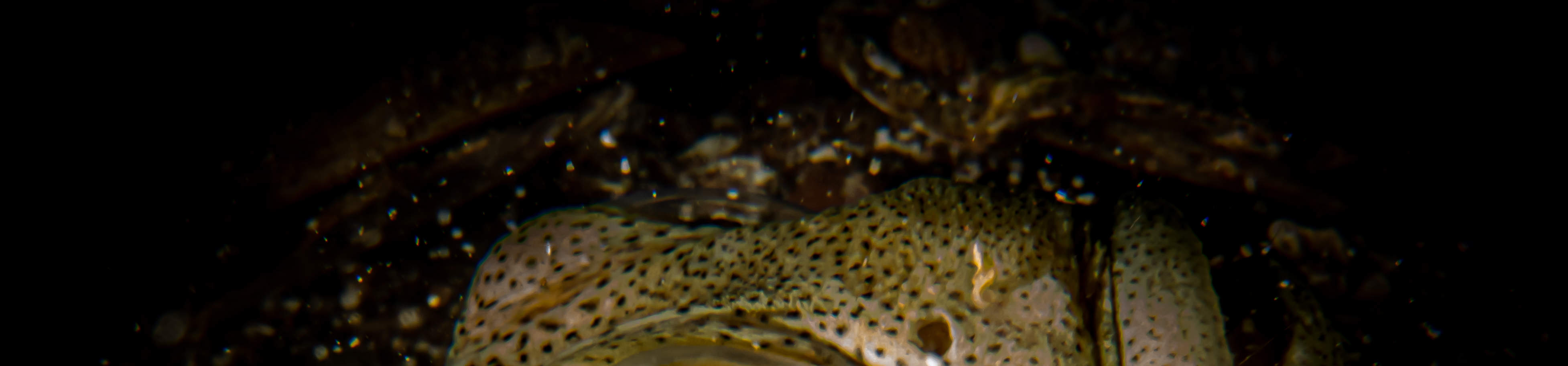 Forfait plongée Macro Lover