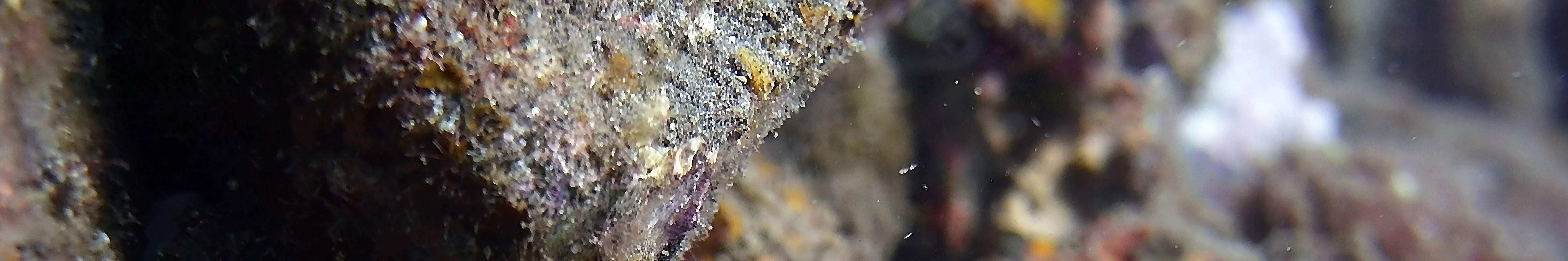 Два погружения к затонувшему кораблю в Туламбене