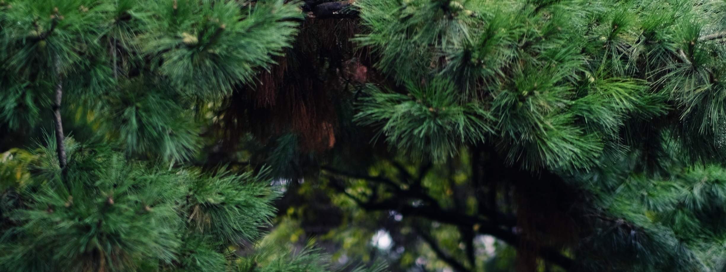 這是高級韓服類別中的男士韓服的樣子。
