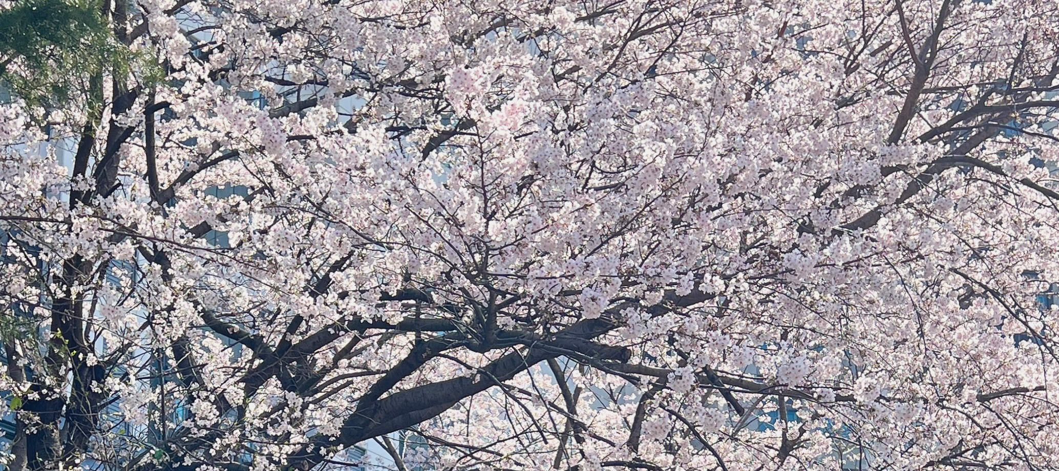 ชุดฮันบกให้เช่า Haeon Hanbok ที่ถนนแฮรีดันกิล, ปูซาน