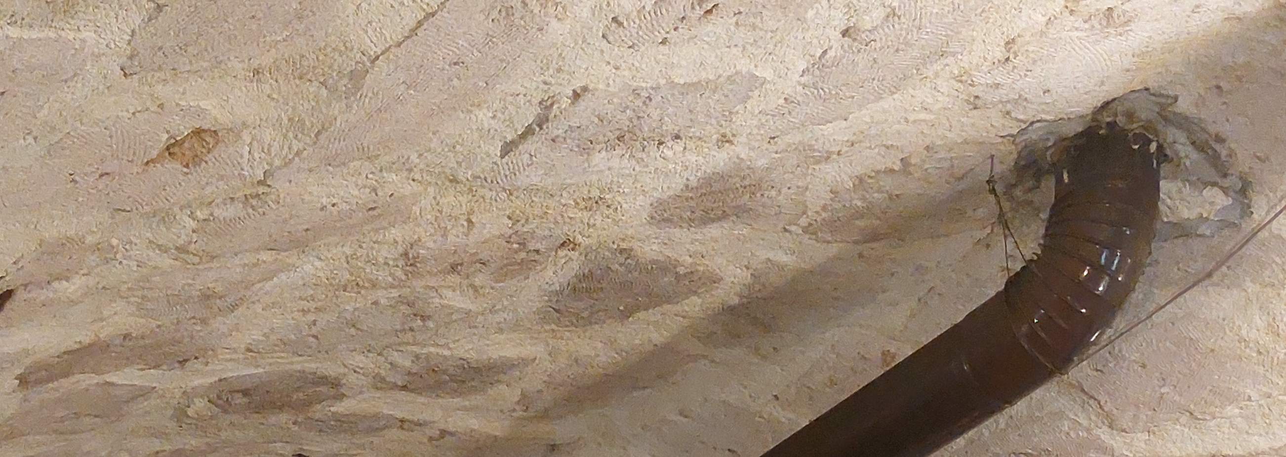 Cappadocia Evening Cooking Class With A Local