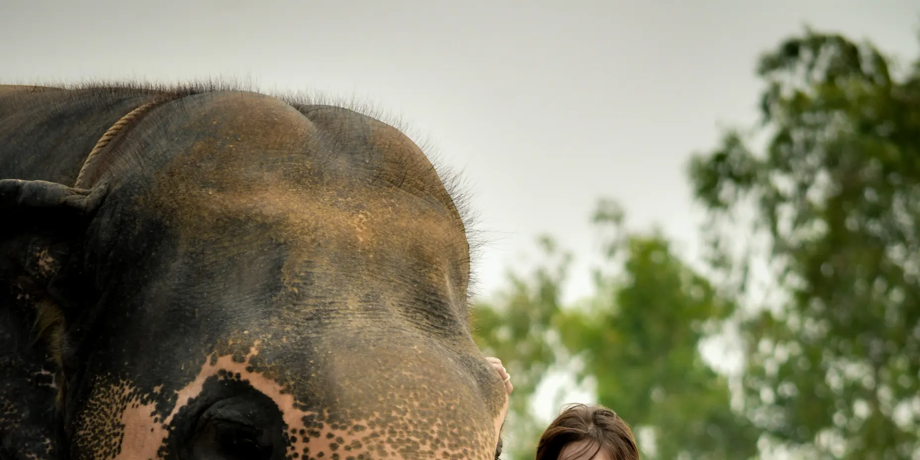 Know elephant language