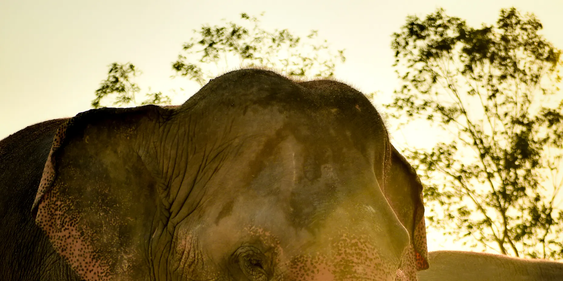 Friendly Elephant animal