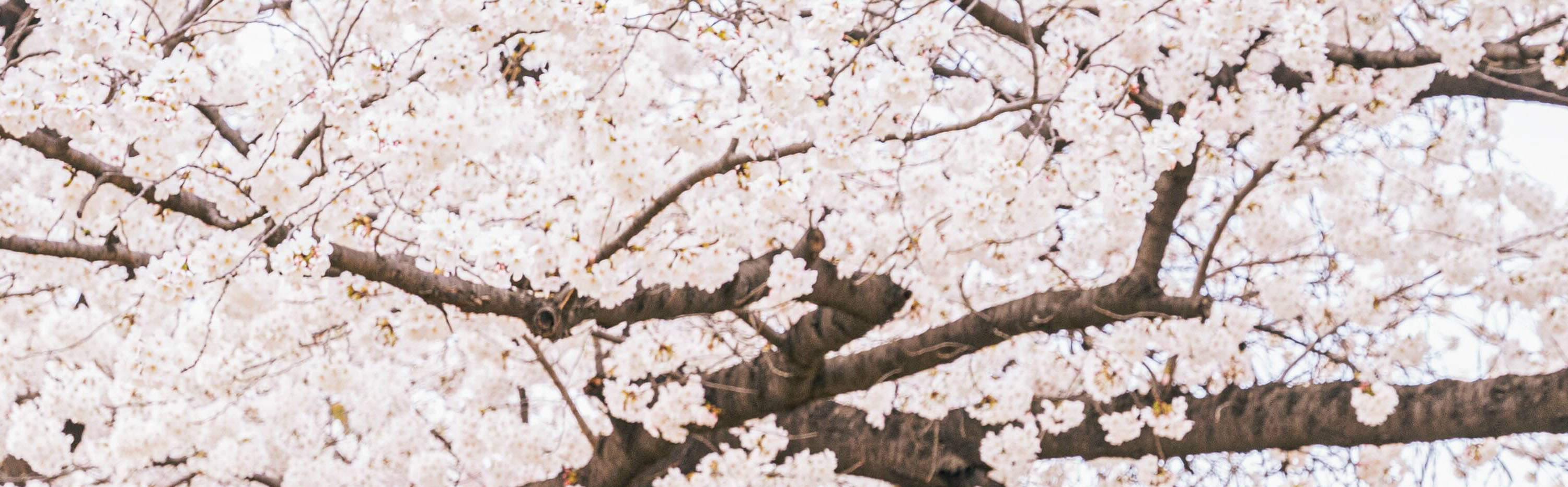 Foto-Shooting & Video-Dreh Erlebnis in Seoul