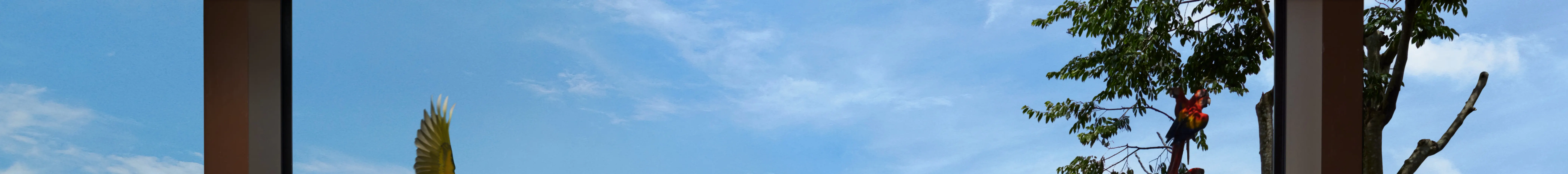情侣聊天，鸟儿在空中飞翔