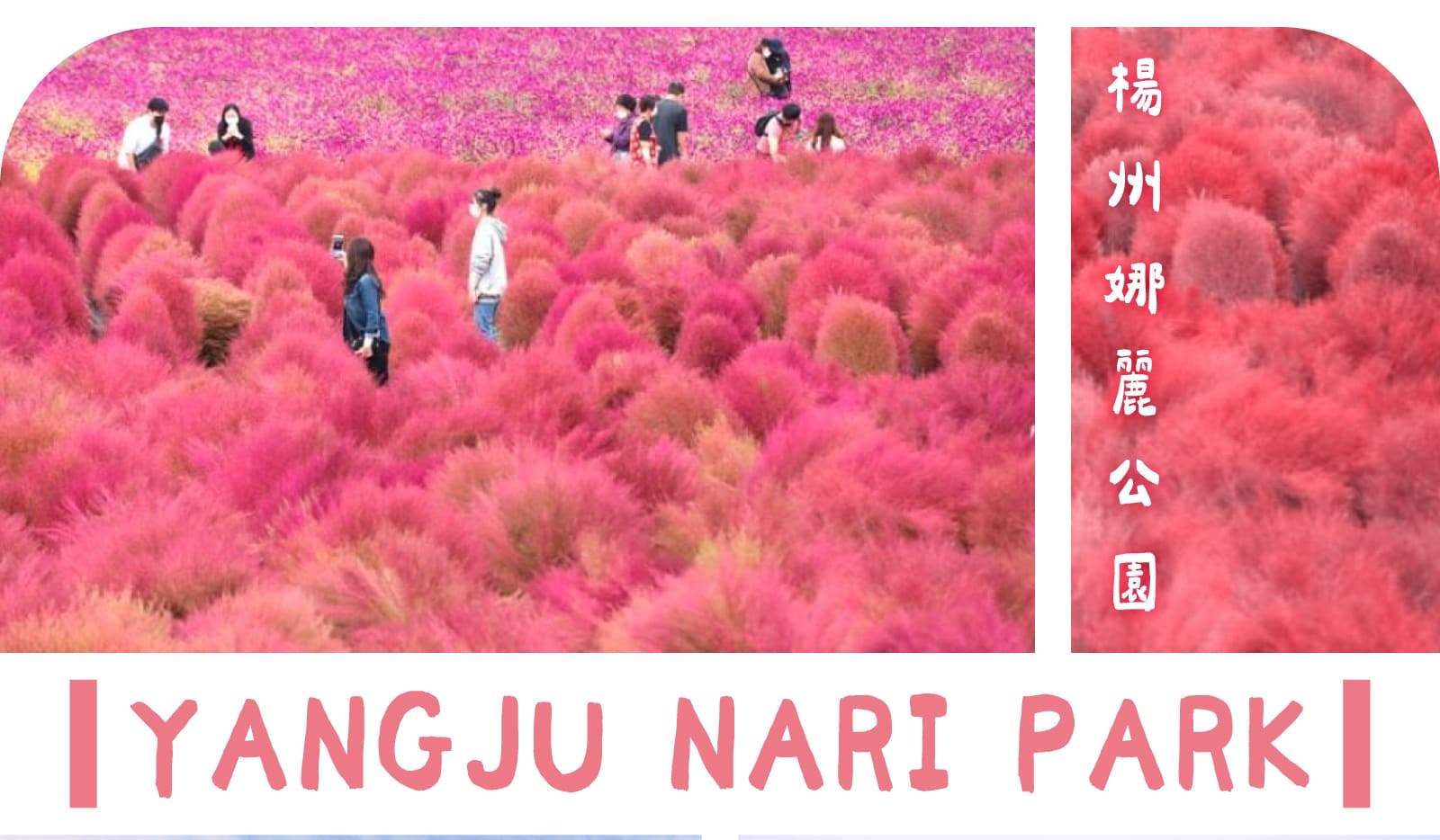 nari-park-pink-muhly-grass-and-dumulmeori-day-tour-by-s-a-tour