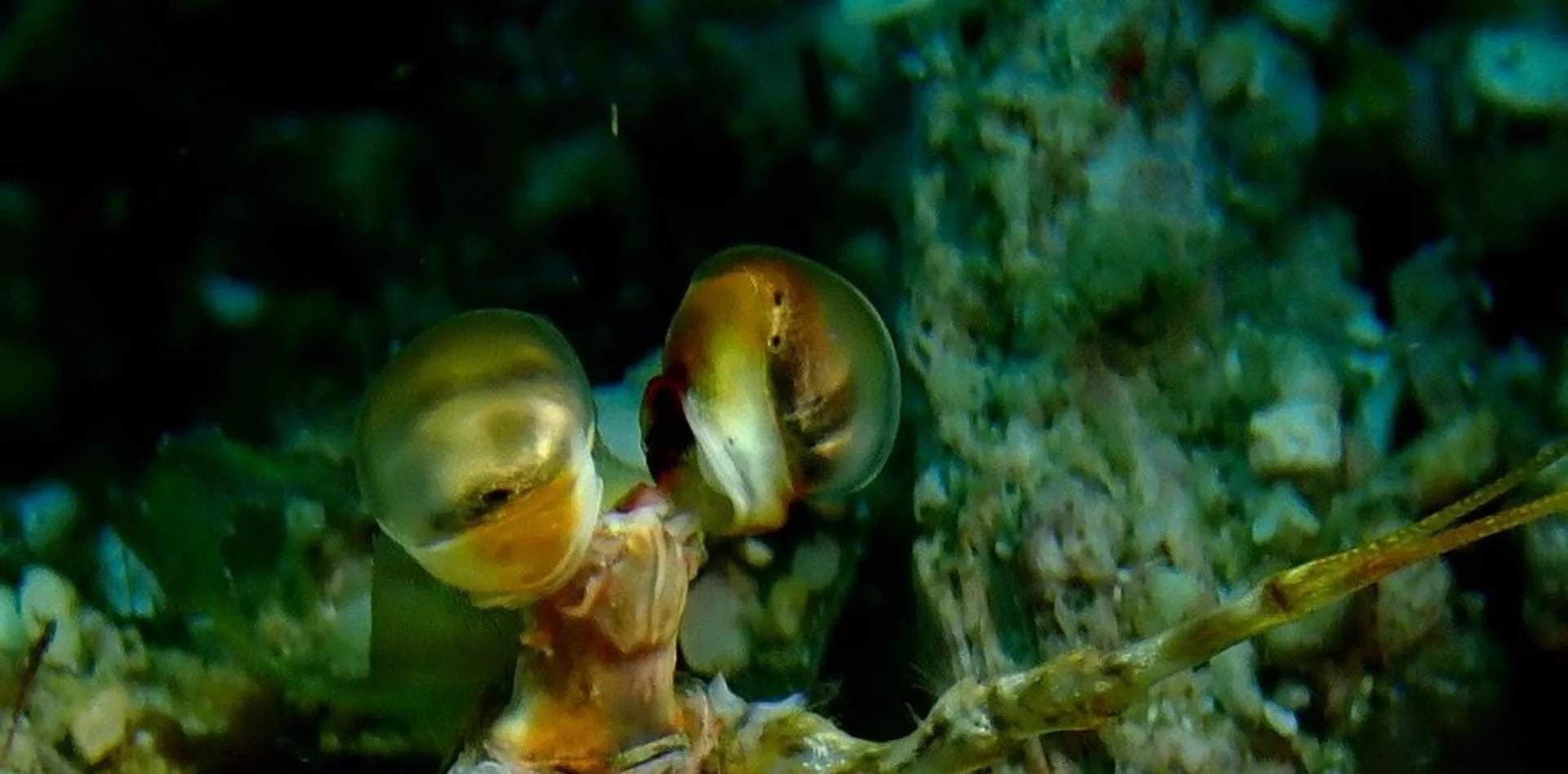 Open Water Diver a Puerto Galera con PADI 5 Star IDC Resort