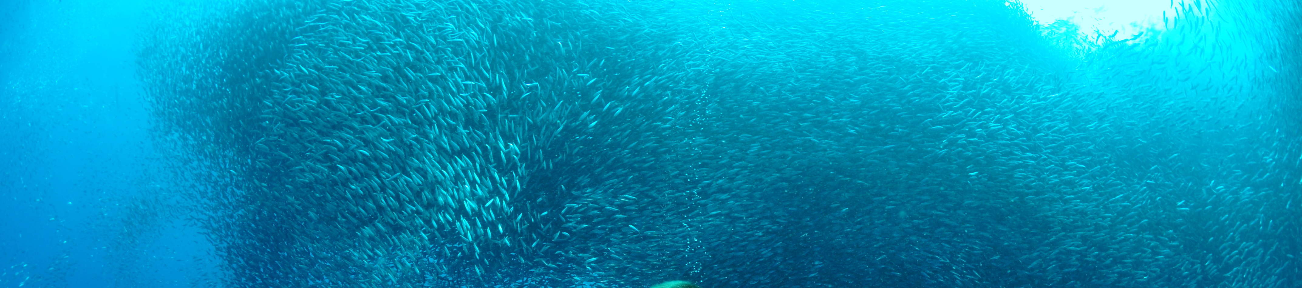 精彩的莫阿爾博阿爾礁石5次潛水方案