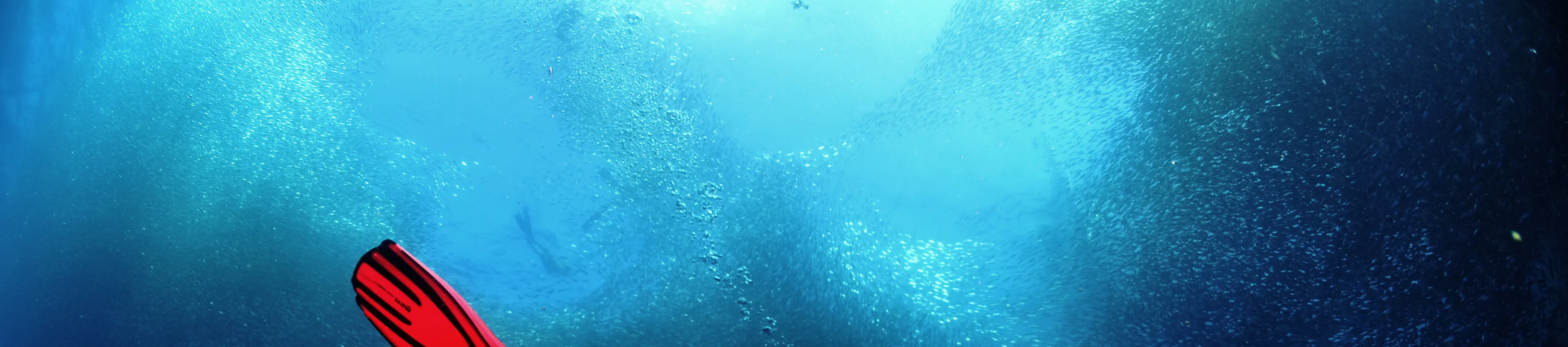 PADI 开放水域潜水员