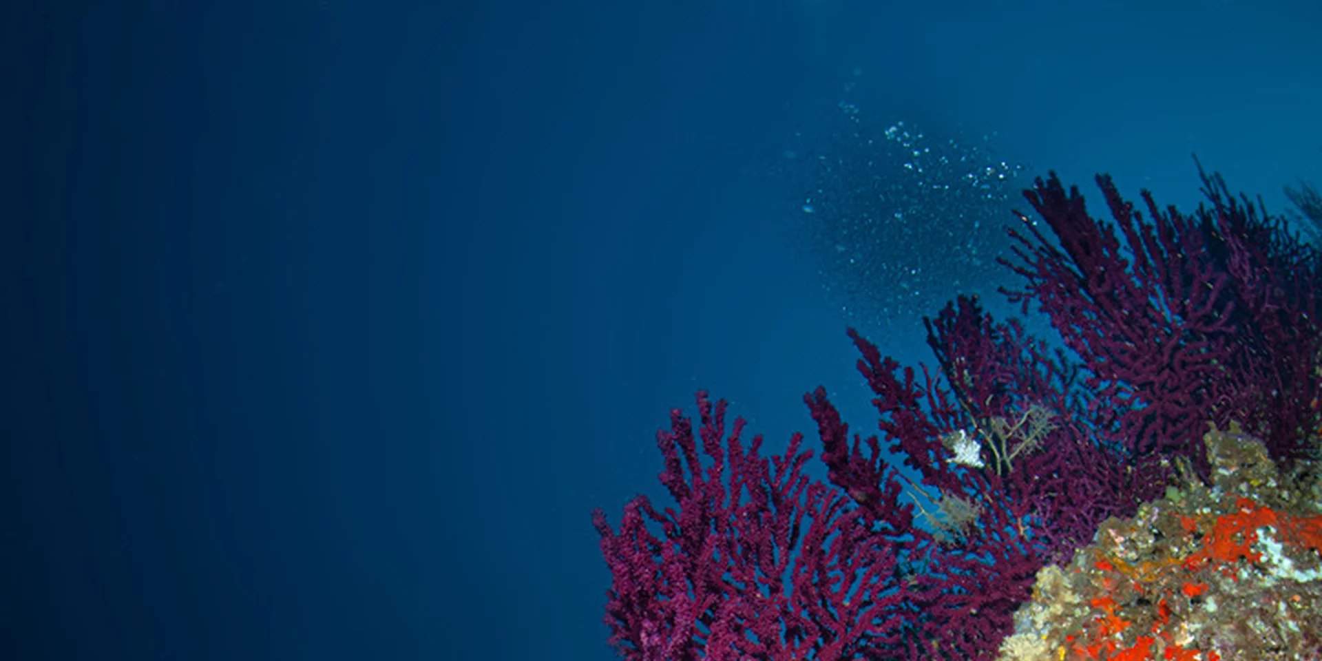 Descubre la fascinante vida marina de Sorrento durante nuestro Curso de Aguas Abiertas, donde encontrarás peces coloridos y majestuosos paisajes submarinos.