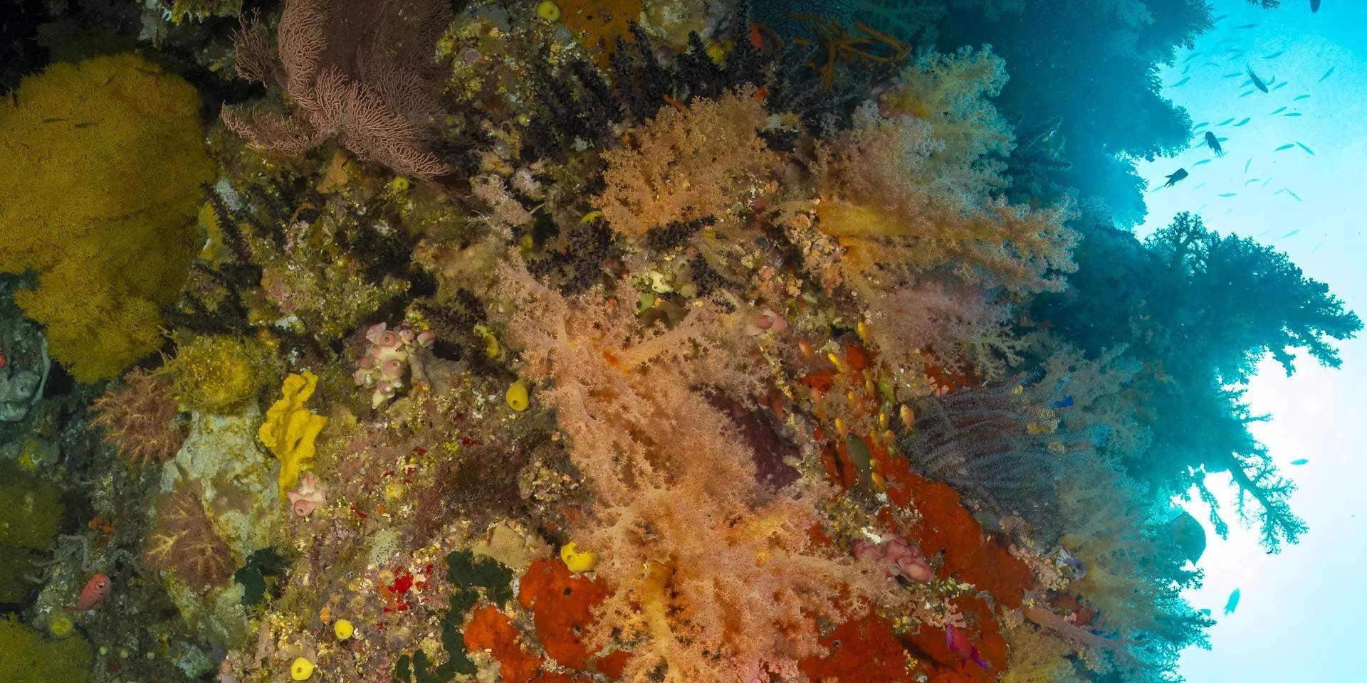 Immerse yourself in the mesmerizing underwater gardens of Danjugan Island, adorned with a kaleidoscope of soft corals that sway in the gentle currents, creating a vibrant haven for marine life and a breathtaking spectacle for underwater enthusiasts.