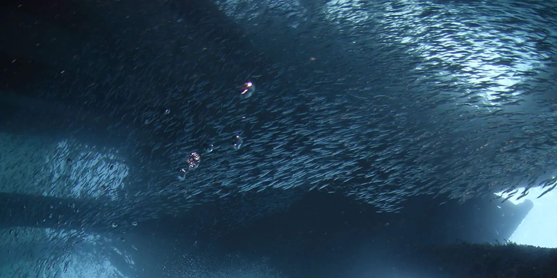 Tauchen Sie ein in die Tiefen der unberührten Gewässer von Cauayan und begegnen Sie einem Kaleidoskop pulsierenden Meereslebens.