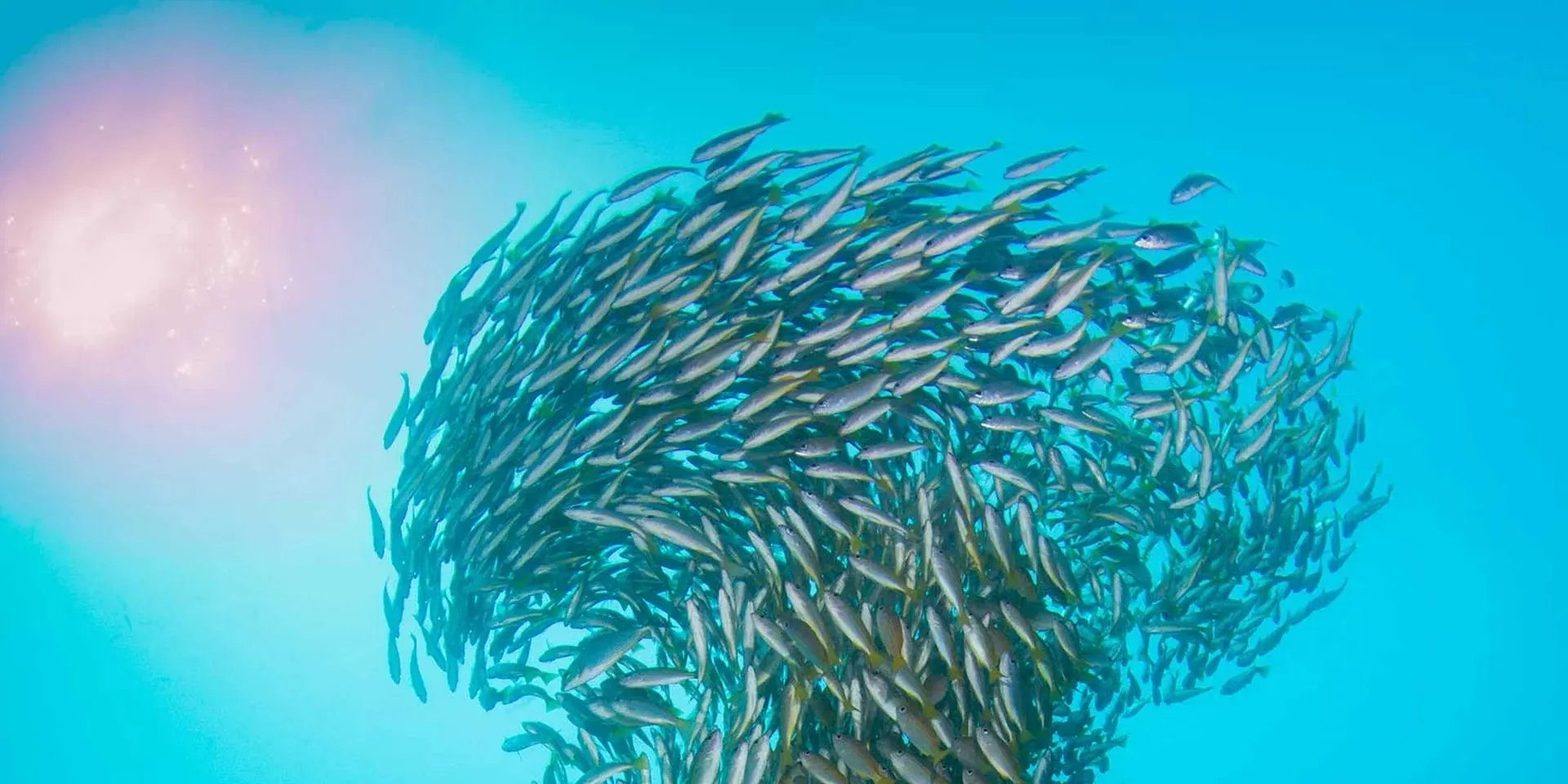 在皮皮岛进行 4 次壮观的潜水，踏上神话般的水下奥德赛之旅，每次潜水都会揭示这个热带天堂令人惊叹的海洋多样性。