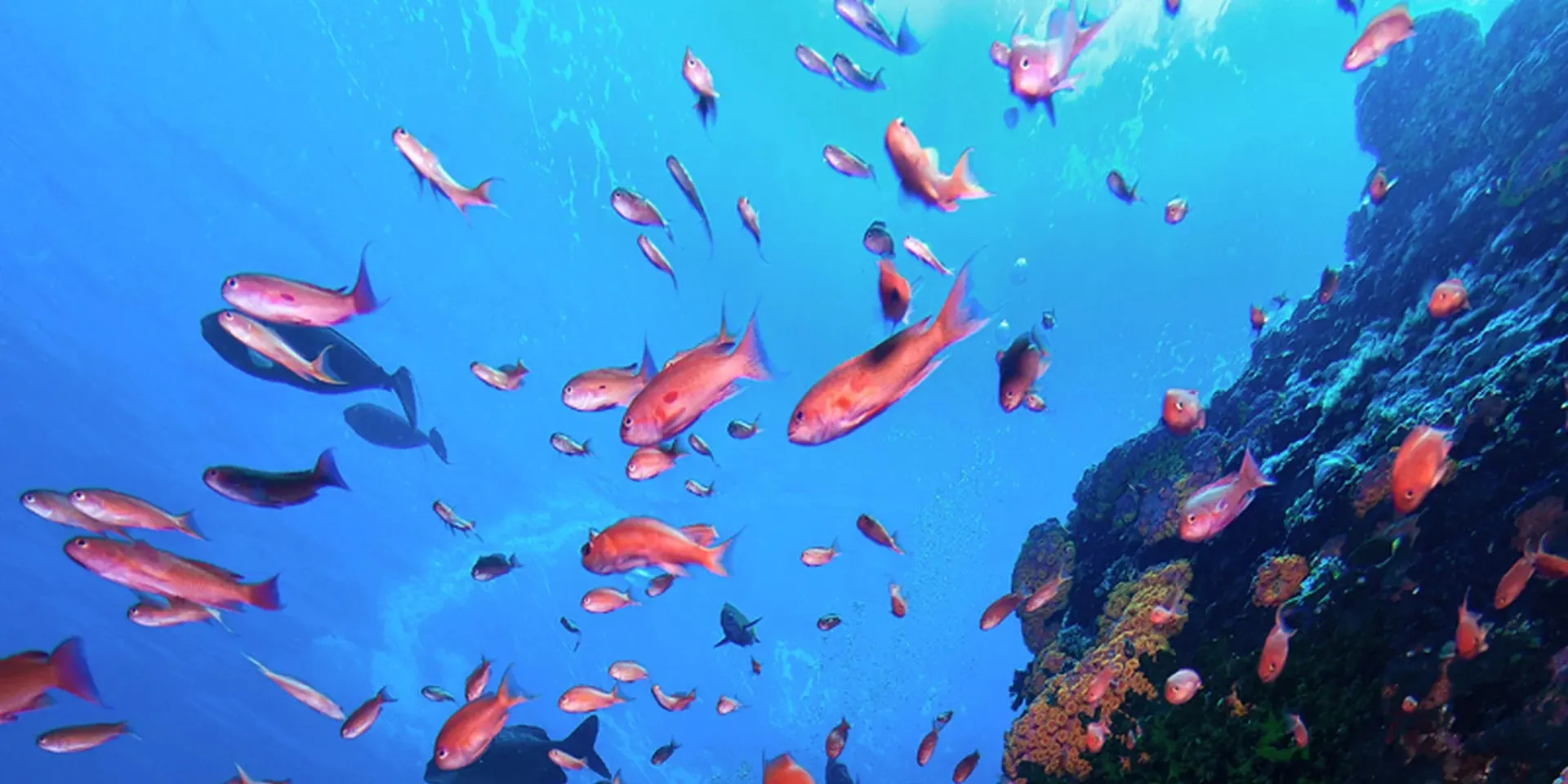 “沉浸在 Verde Island Passage 丰富的海底世界中，那里充满生机勃勃的珊瑚礁和色彩缤纷的海洋生物