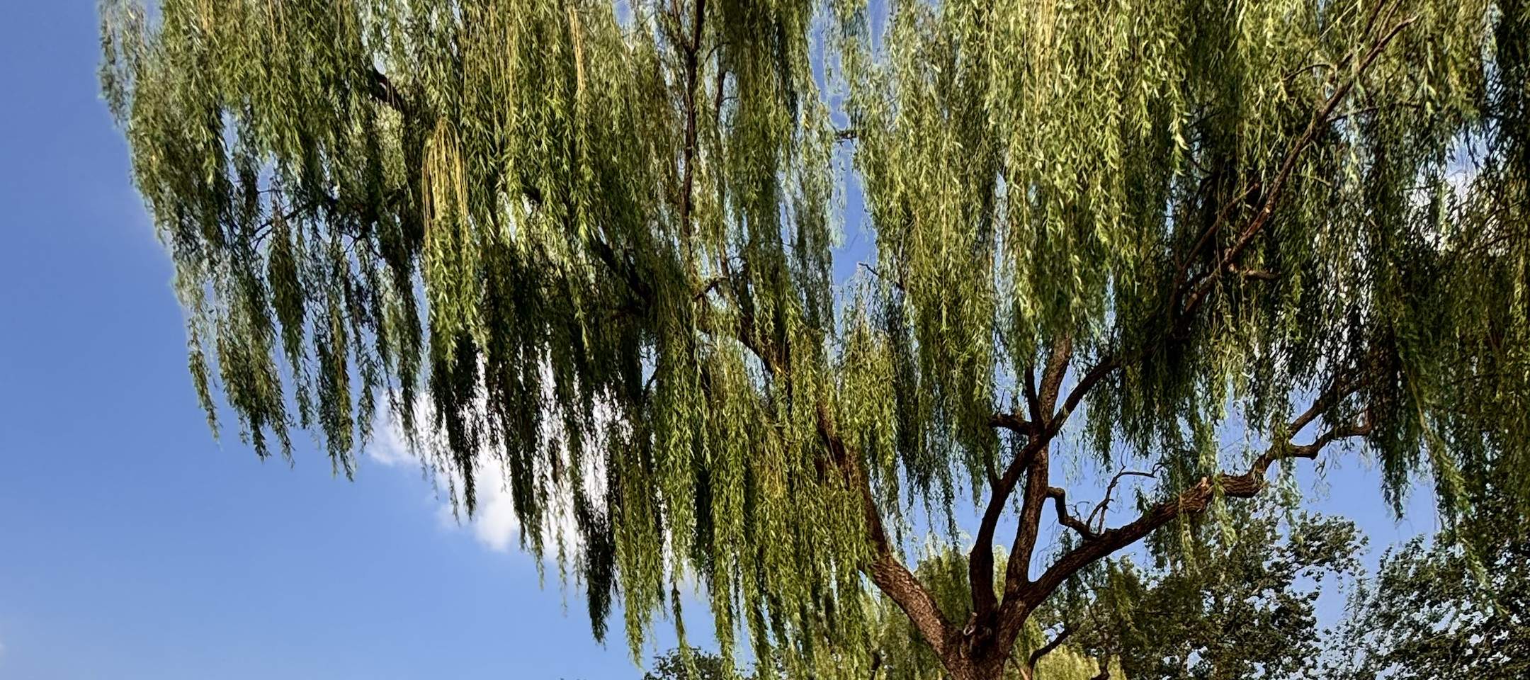 Temple Heaven, Summer Palace, Lama Temple, Old Hutong 1-Day Bus Tour