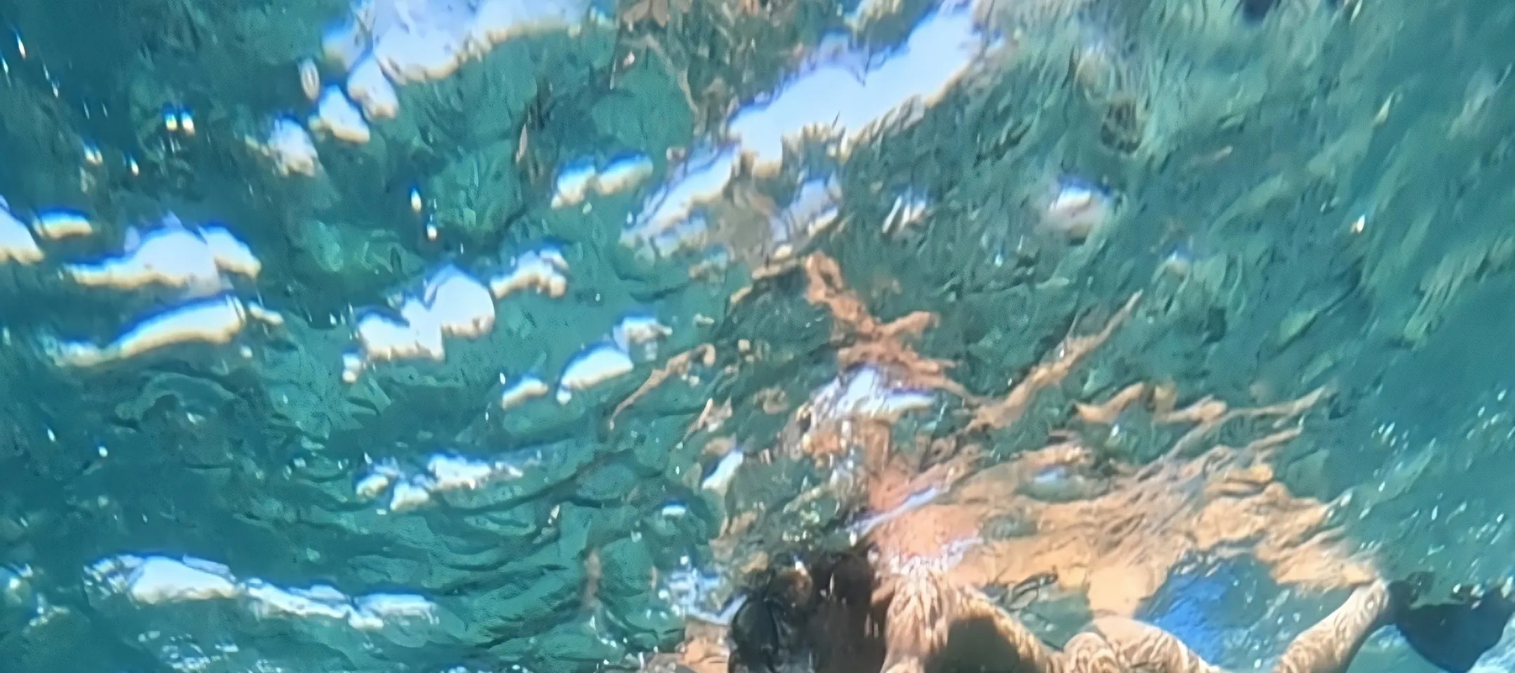 在自然栖息地与友好的海龟一起游泳，是一次难忘的经历