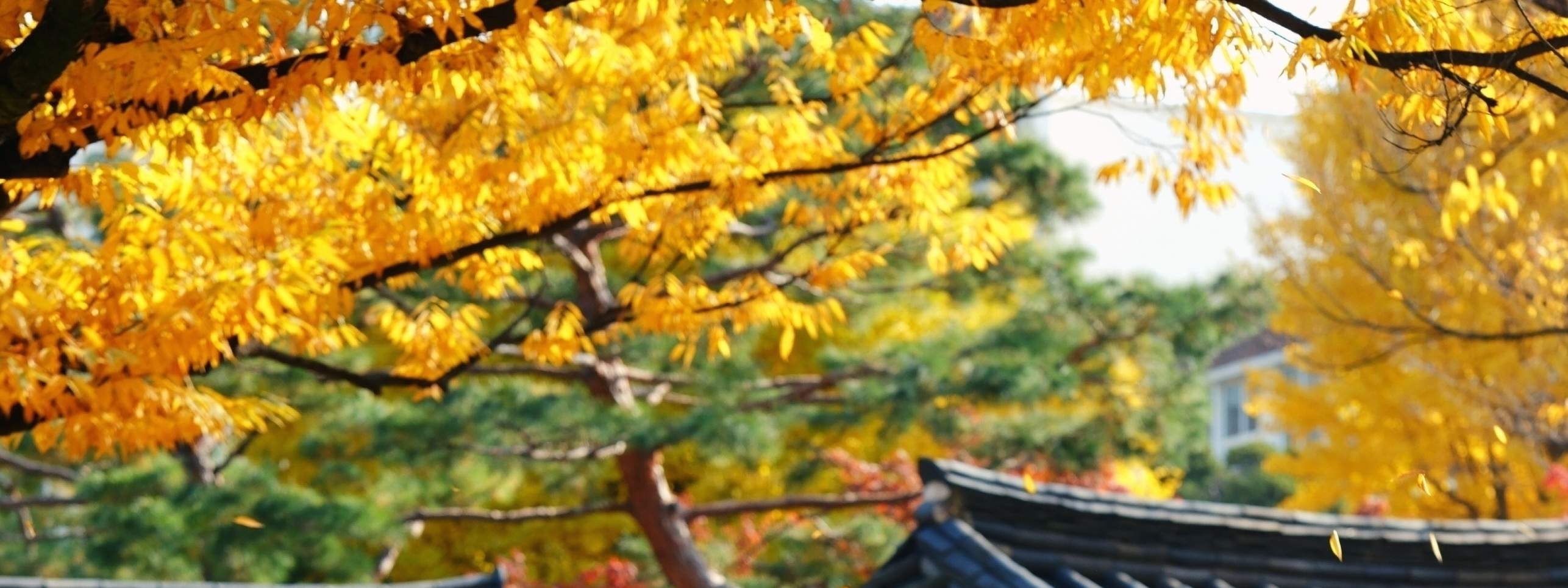 Make unforgettable memories with your loved one in our beautiful  Hanbok. (Premium Hanbok)