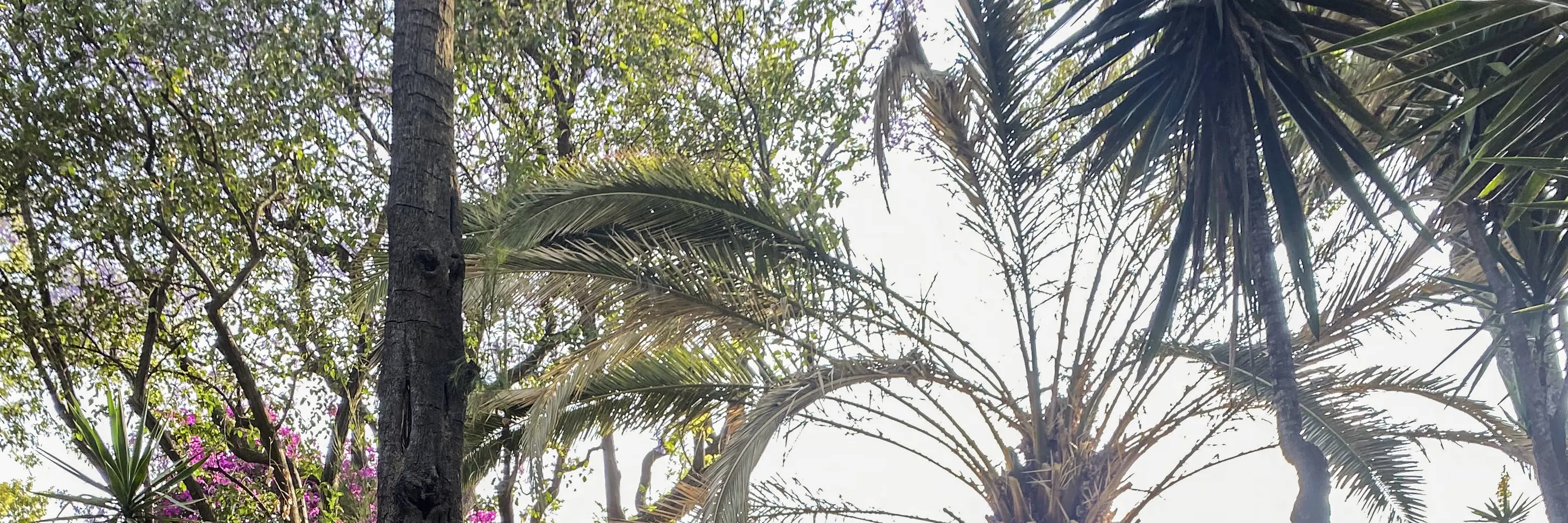 弗里达卡罗博物馆门票