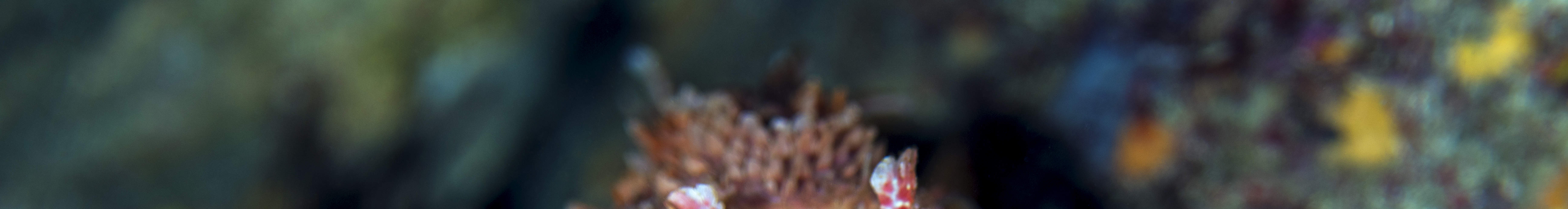 Chuyến đi lặn nửa ngày