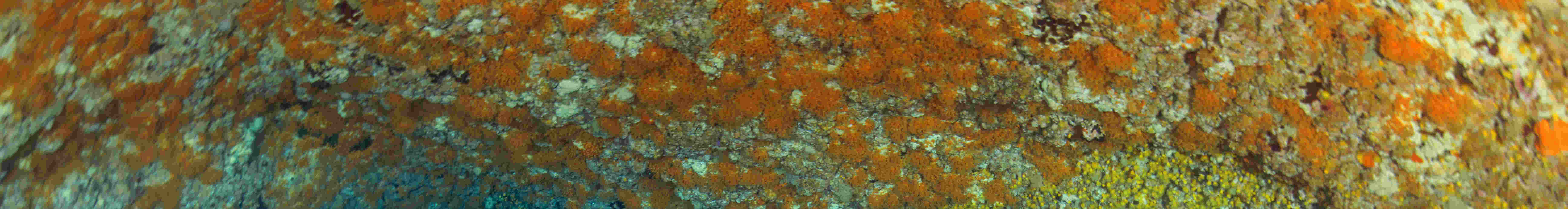 Chuyến đi lặn nửa ngày