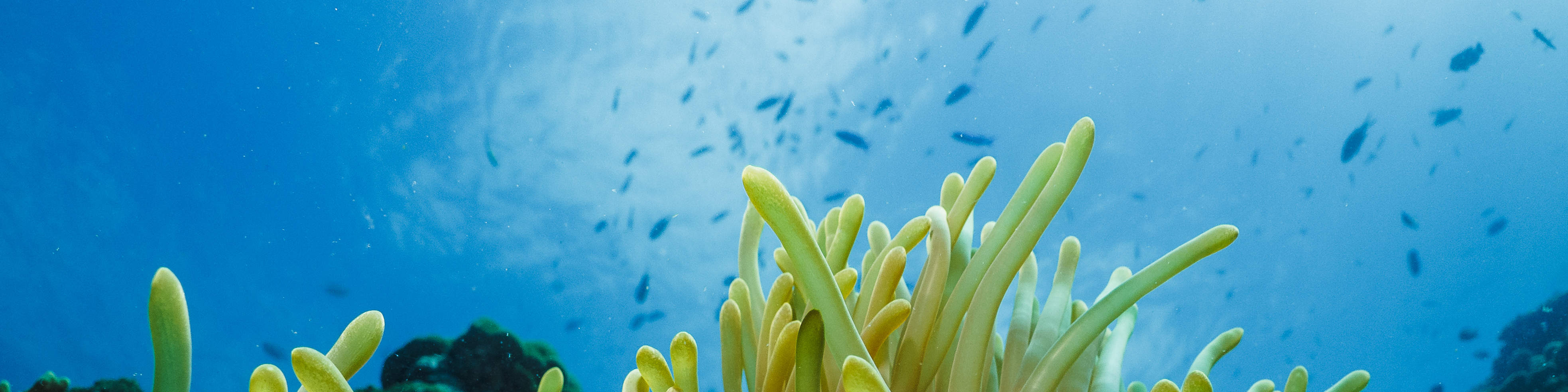 Explore the Depths PADI Try Scuba Diving in Cebu with a 5Star Dive