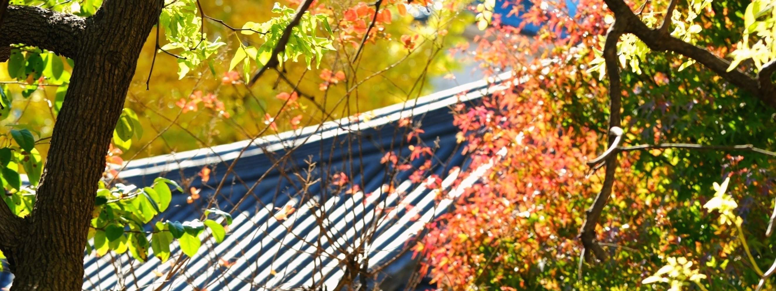 以精致刺绣和华丽细节为特色的韩服被归类为奢华韩服。