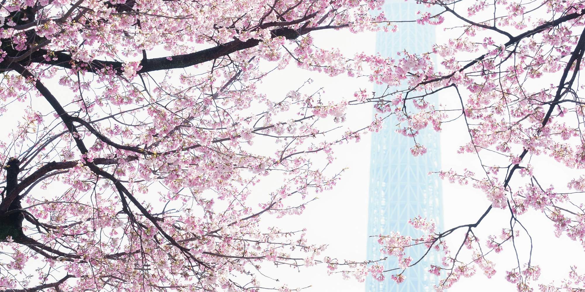 Fotografi Perkahwinan Tokyo oleh HANAYAKA