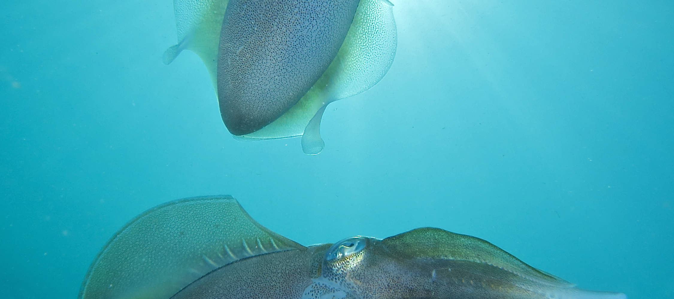 Excursion de plongée d'une journée