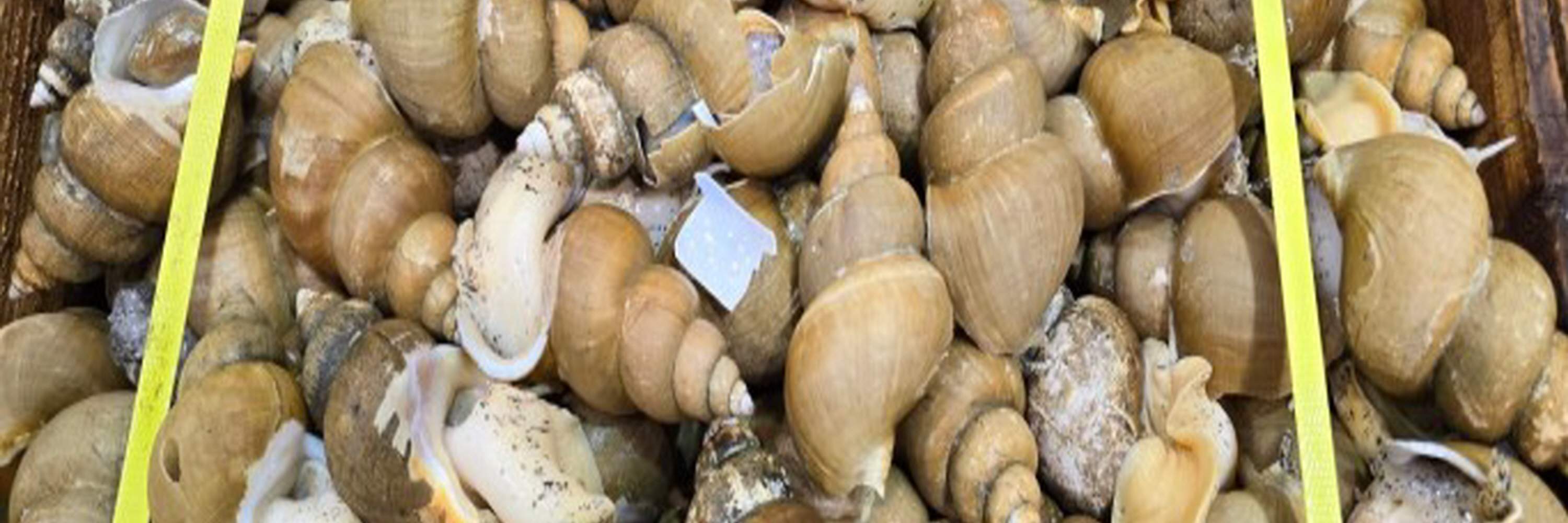 Marinated Sea Snail by Soy sauce