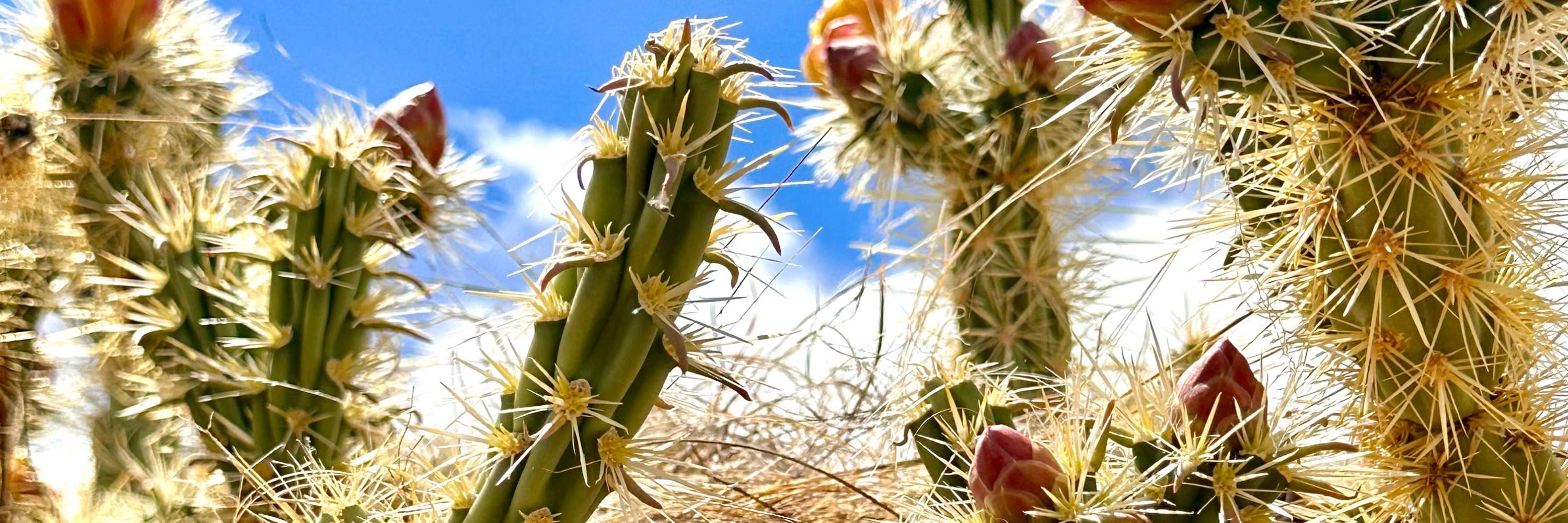 Small Group Grand Canyon Skywalk Hoover Dam Tour Klook United Kingdom