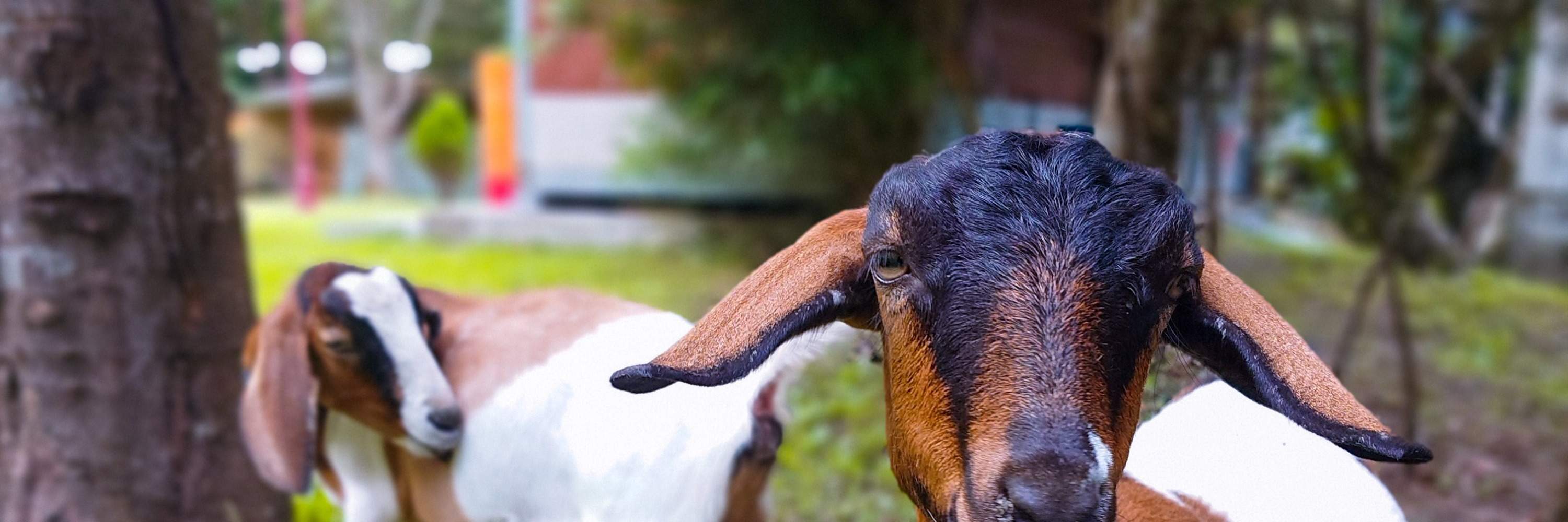 Taoyuan Granary Manor - Interact with Small Animals Up Close