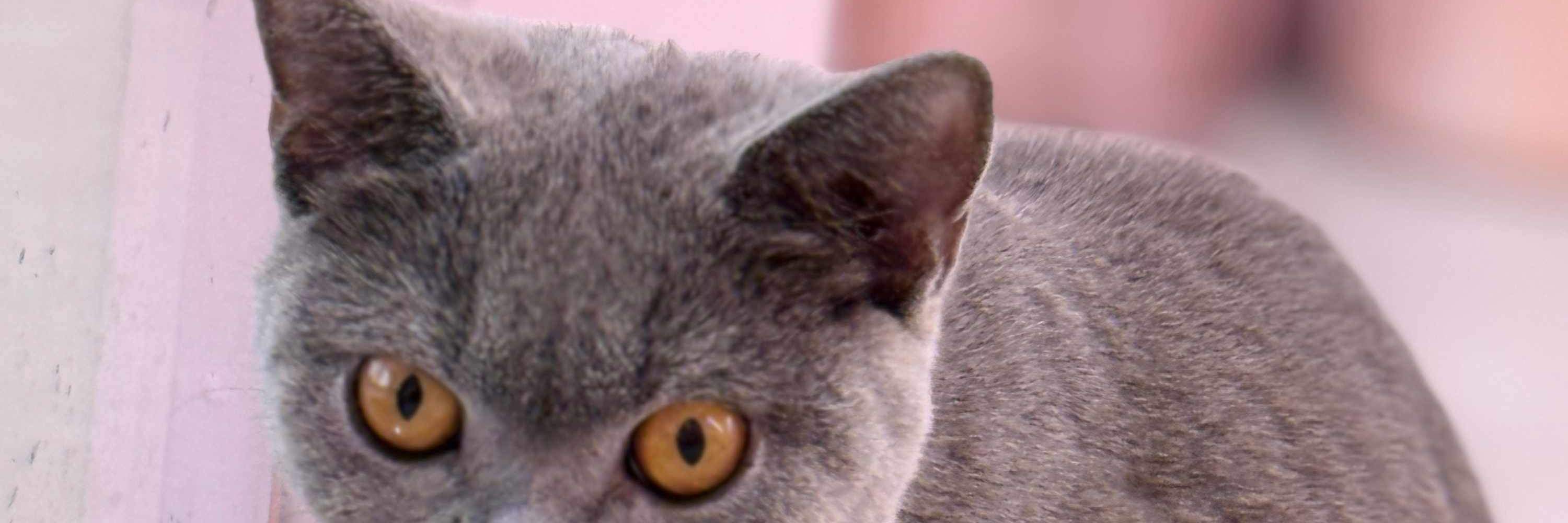 Miao! Sono pronto per coccole e giochi—tocca a te!