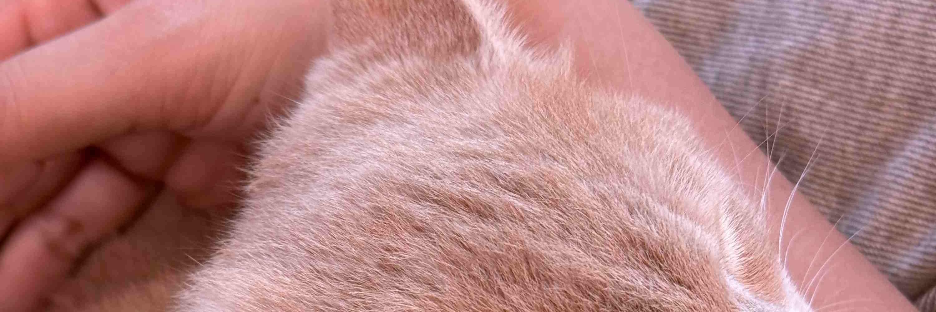 Thiên thần nhỏ đáng yêu này thích ngủ trong vòng tay bạn!