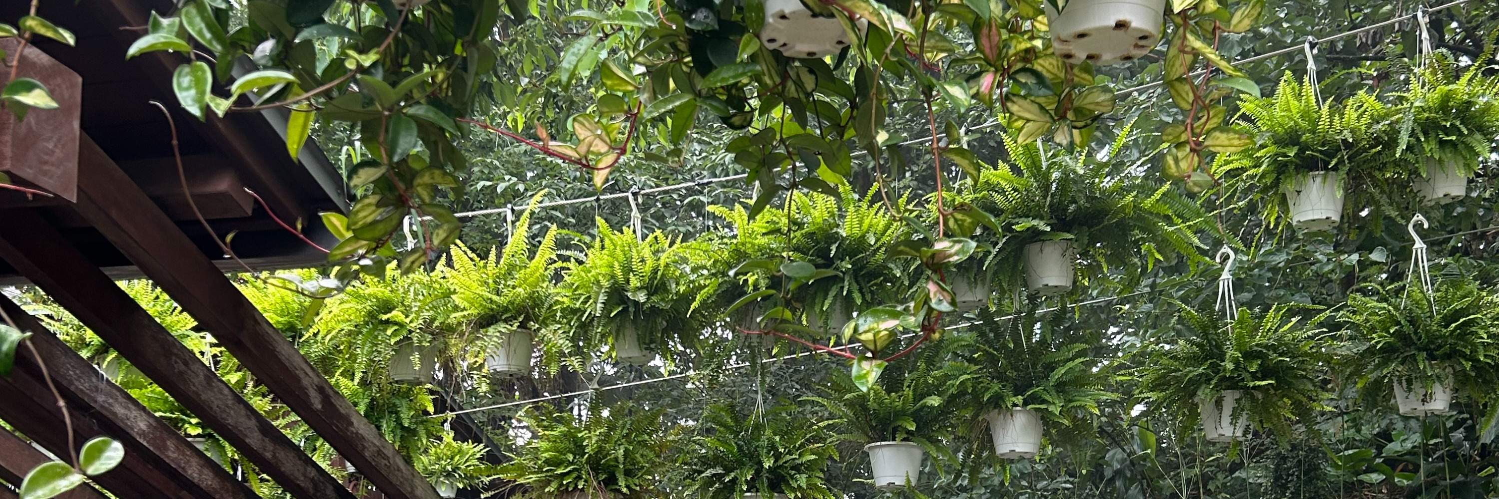 Hutan Mandian Air Panas Taman Rekreasi Jiaoxi