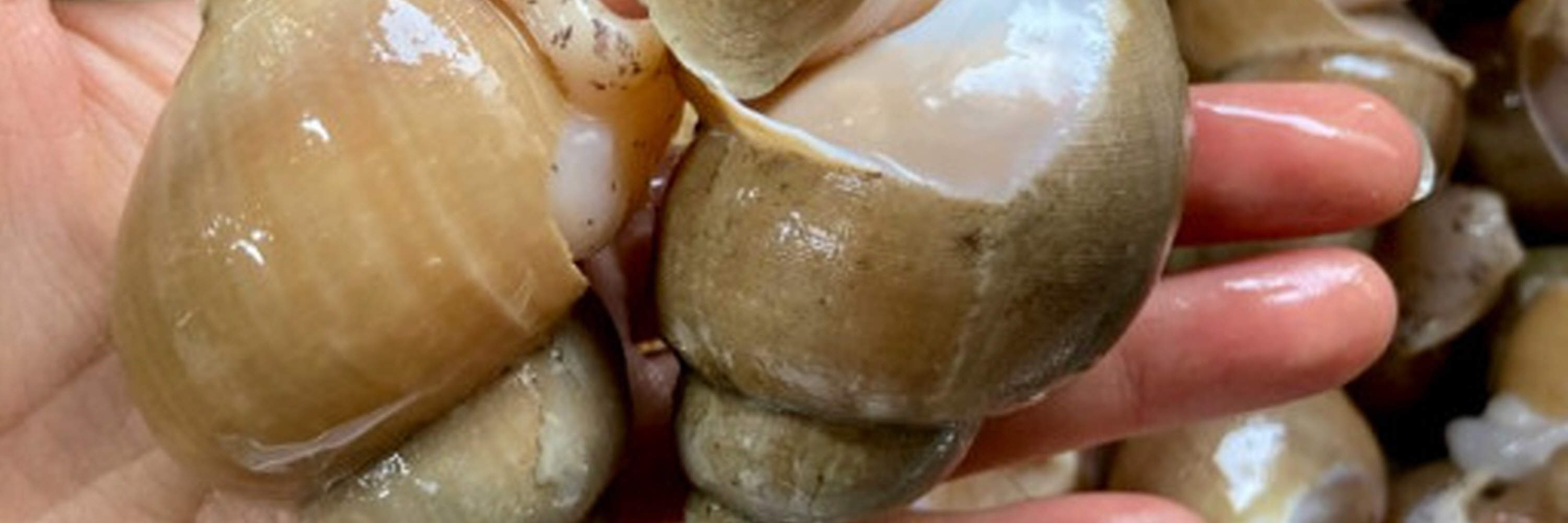 Bulot mariné à la sauce soja