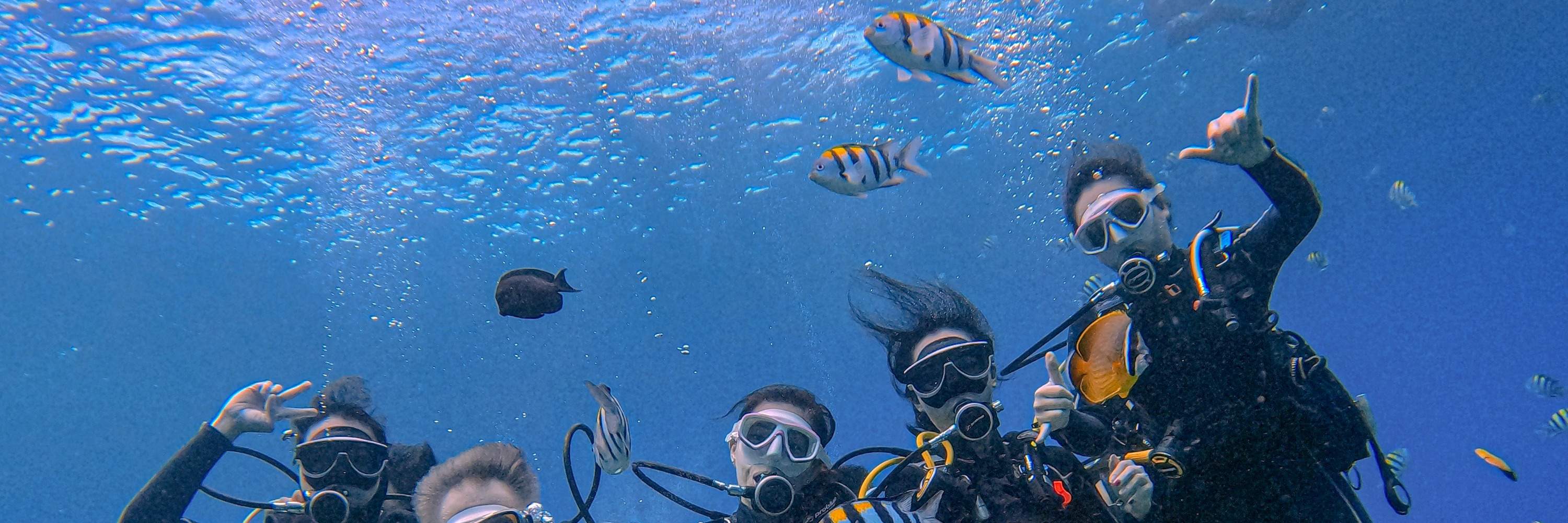 Menyelam di Teluk Green Island