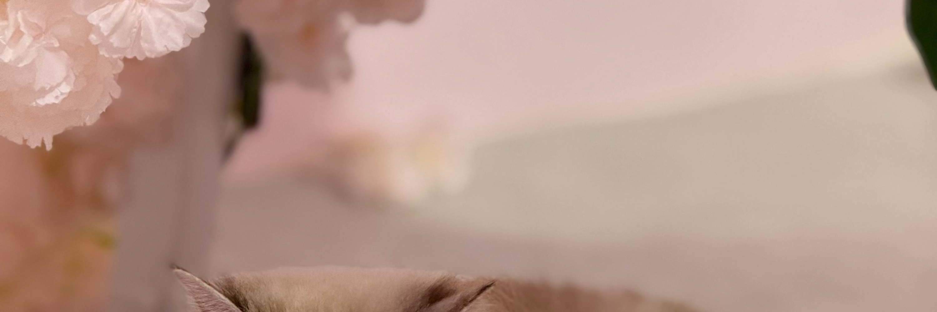 Ehi umani! Venite a giocare con me... miao-gnifico, per favore?