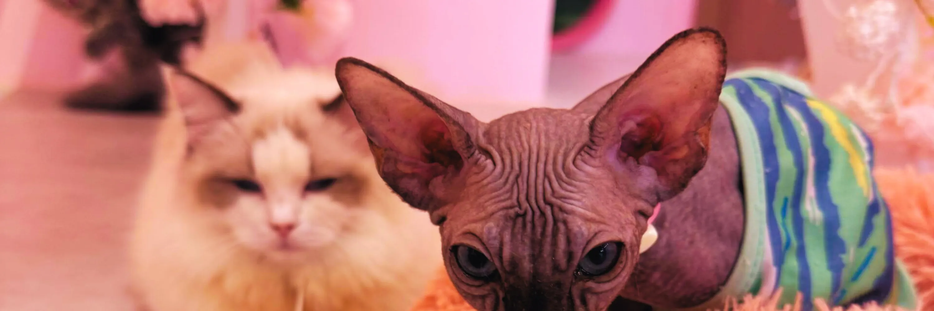 斯芬克斯猫外形独特，以其亲切活泼的性格赢得了大家的喜爱！