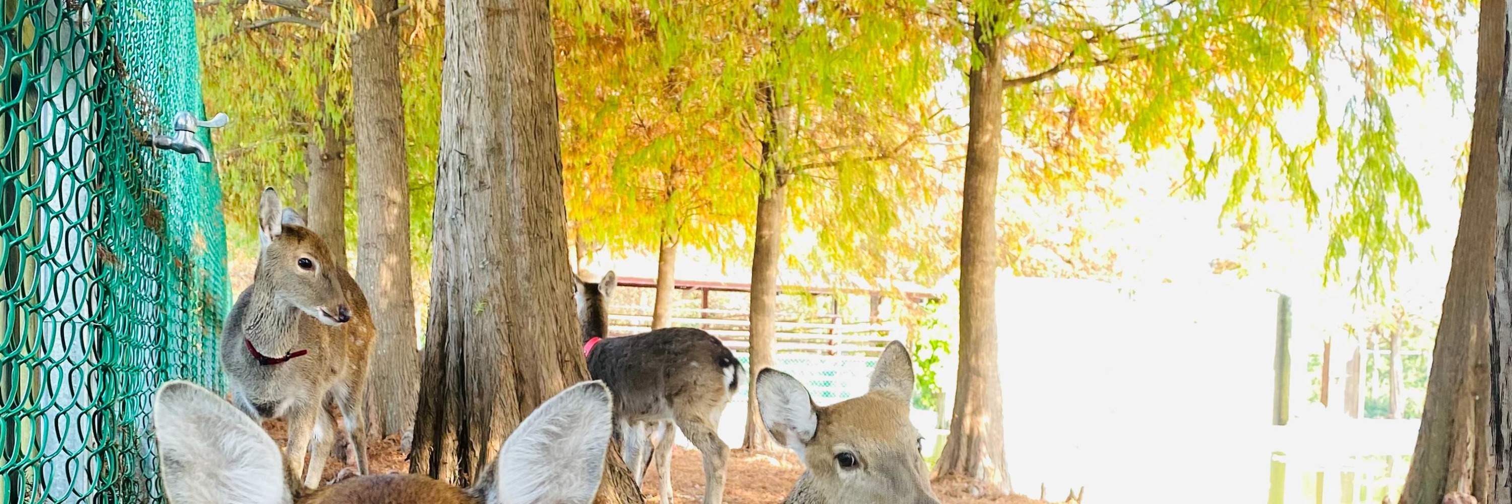 Kastil Pink Zhen Desa Tanduk Rusa