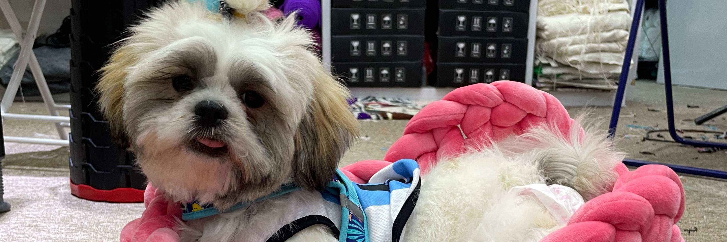 Laboratorio di Letti per Animali Domestici Lavorati a Mano con Filato di Velluto a Singapore