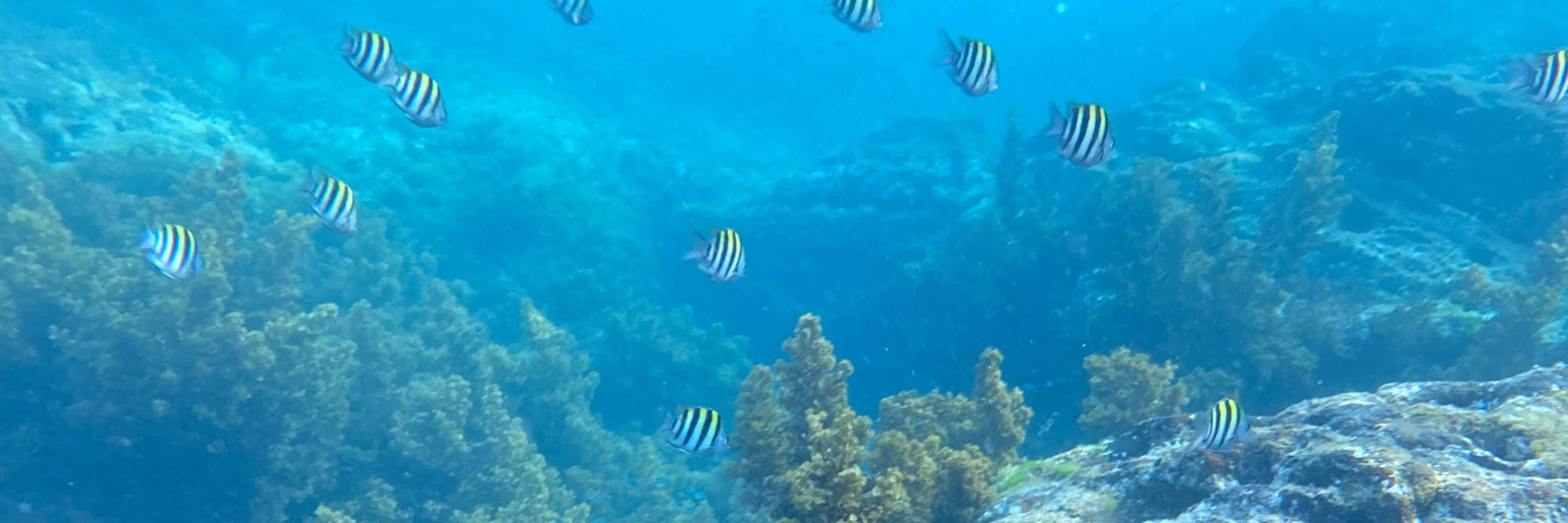 Gongliao, New Taipei: Pulau Emas dan Perak Aodi - Catatan Perahu Pulau - SUP / Kano / Snorkeling / Fotografi Lensa Tunggal