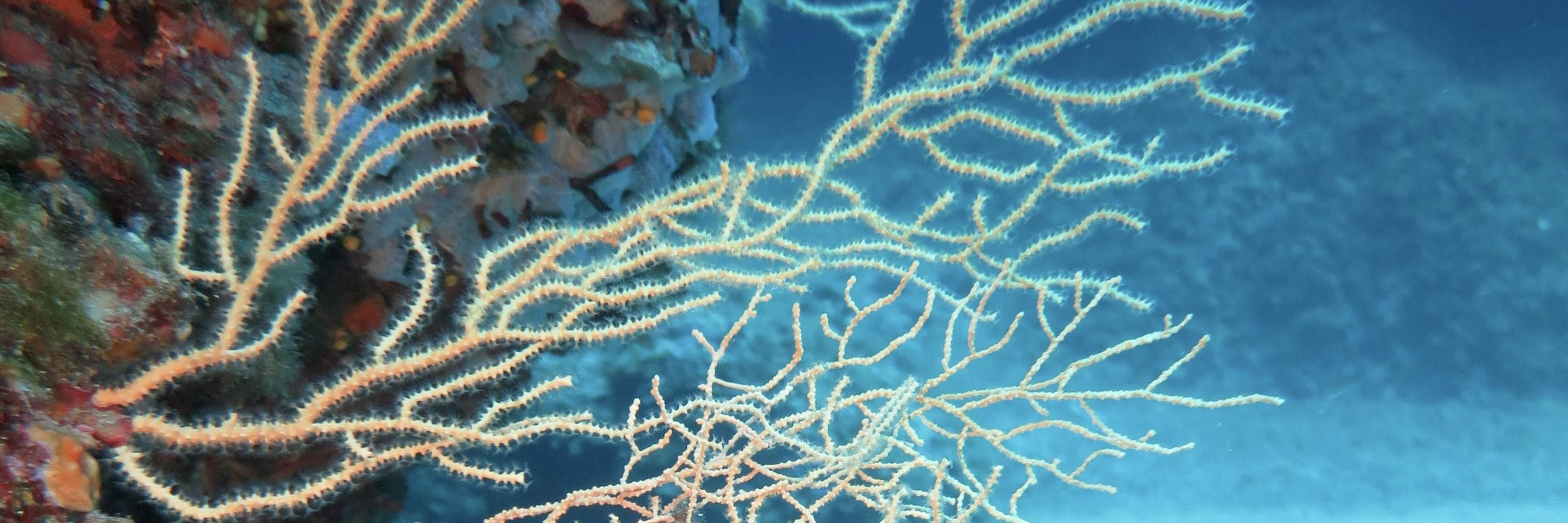 Escursione Subacquea di un Giorno Intero