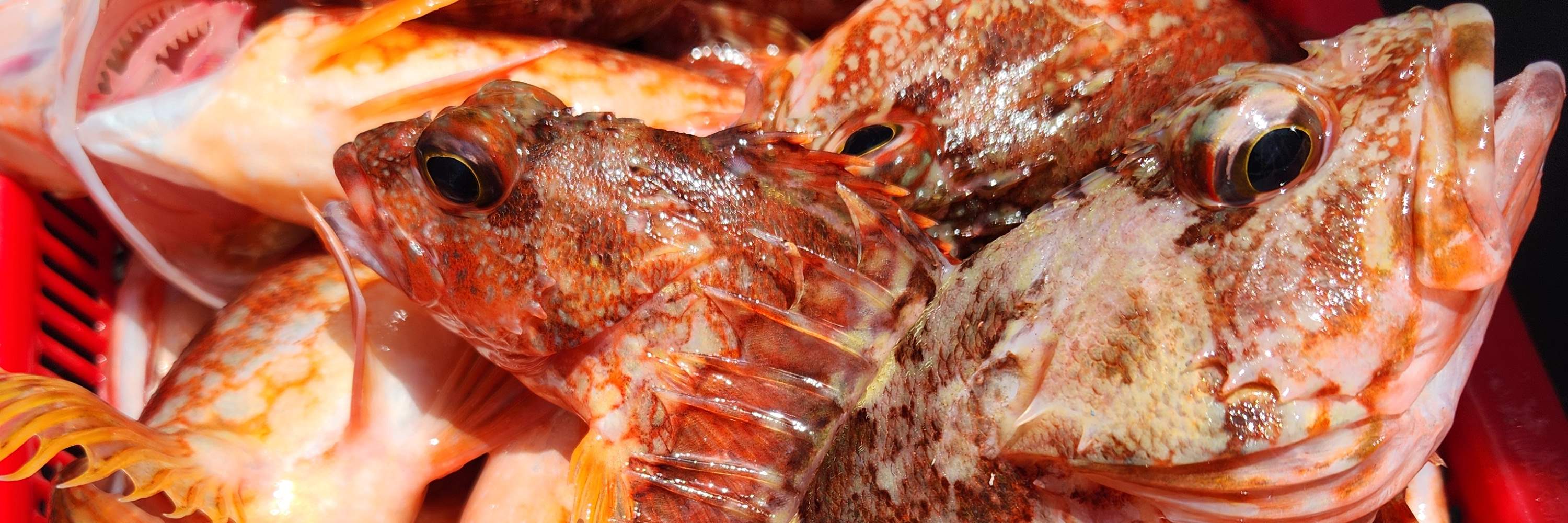 Tour di pesca in barca nel mare di Jeju con pranzo incluso