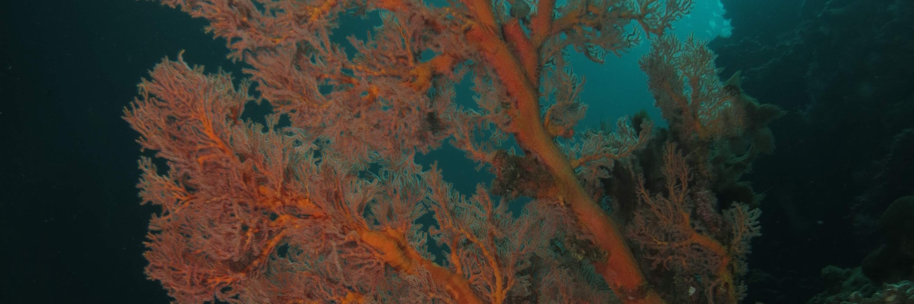 PADI Advanced Open Water Diver