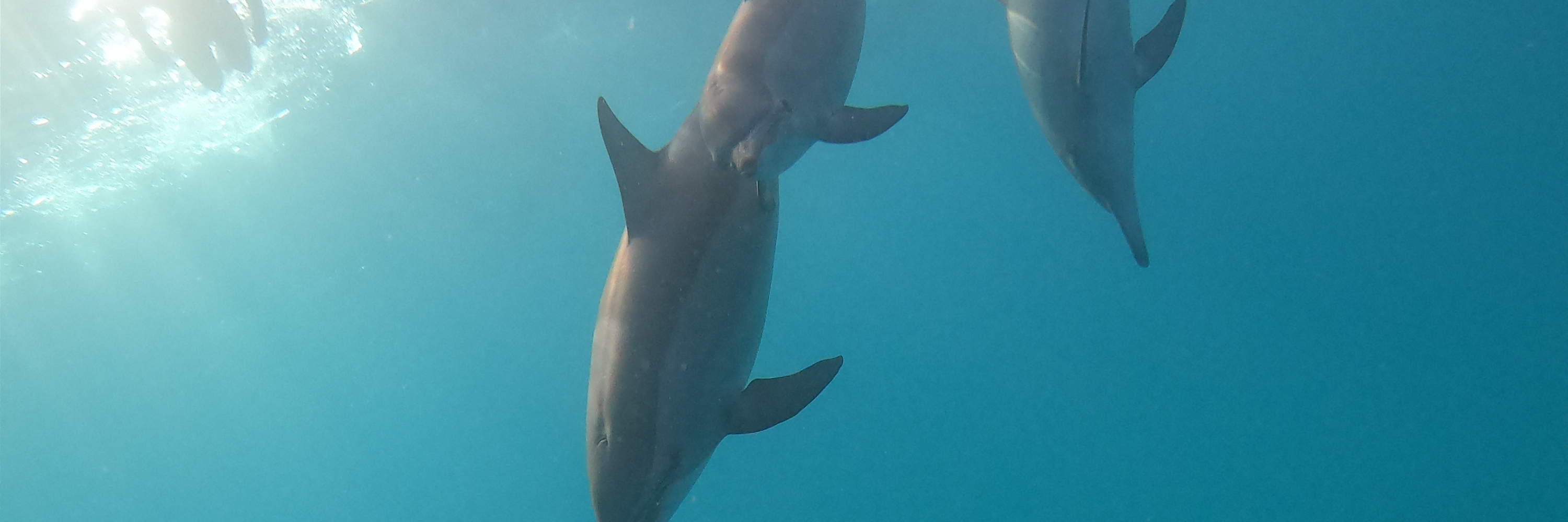 Marsa Alam - Tour đêm nhà cá heo Sataya 