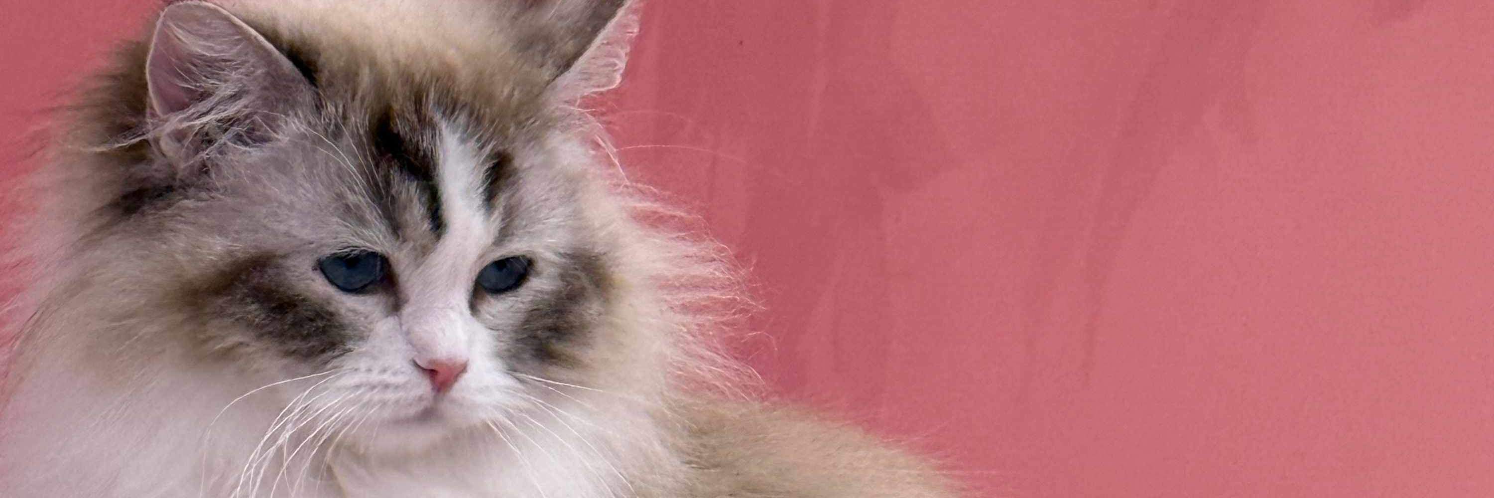 Только позитивные вибрации! Присоединяйтесь ко мне, будет весело? *виляет хвостами*