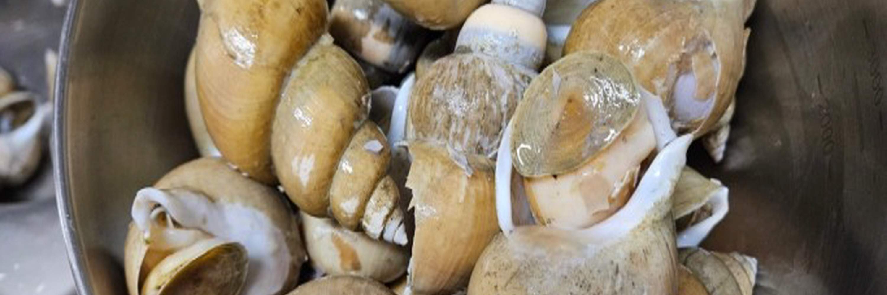 Caracol de mar marinado en salsa de soja