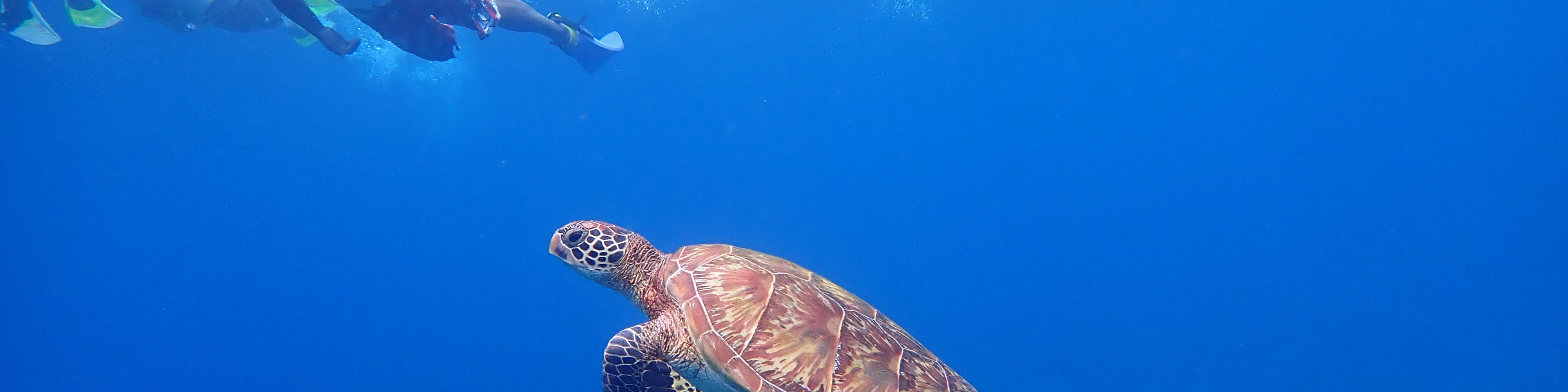 카약 거북이 스노클링