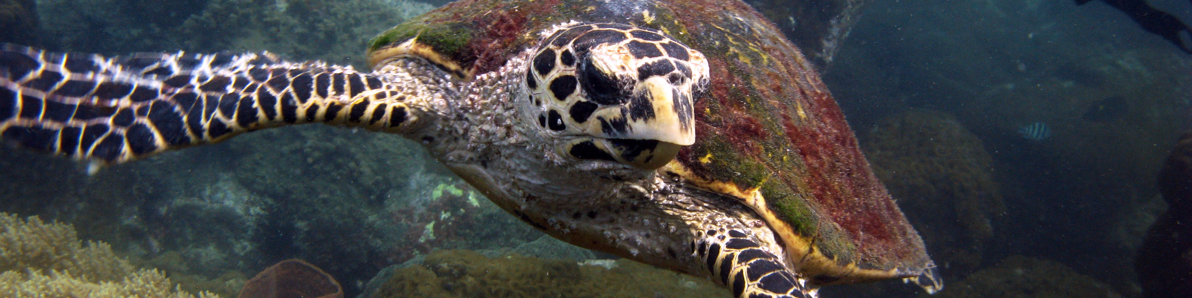 Ganztägiger Schnorchelausflug