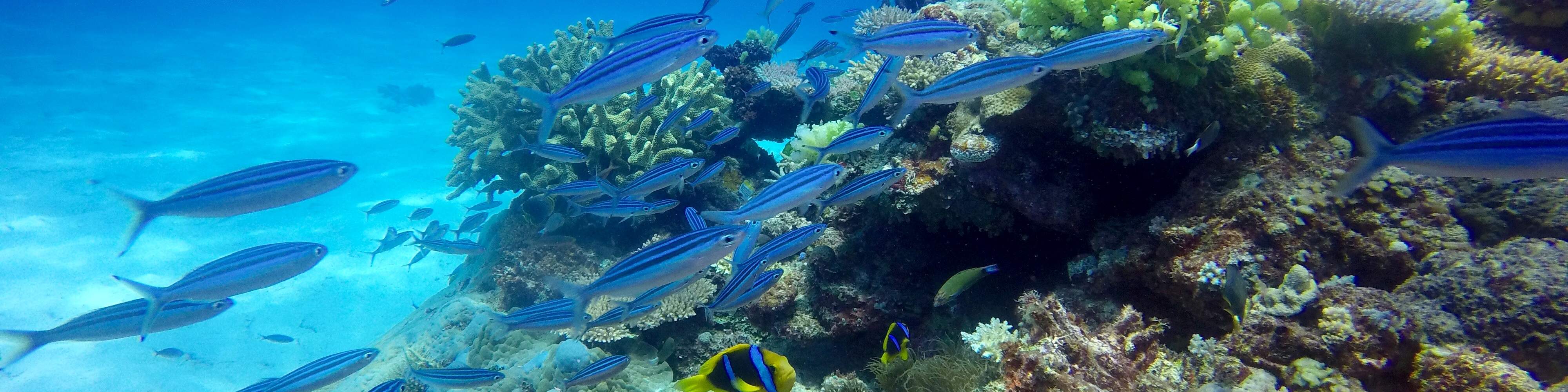 Lặn hai bình bao gồm đến 'The Supermarket'